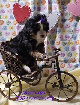 Bernese Mountain Dog Dogs Available for Sale - Miss Purple | PetCurious