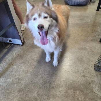 Outlaw -  Husky Dog for Adoption in Jasper, Indiana - Outlaw | PetCurious