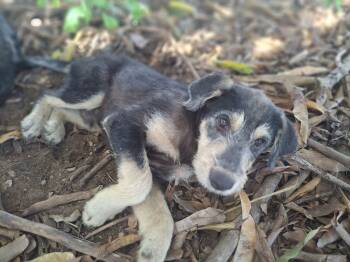 COOPER - great family dog -  Poodle and Schnauzer Dog for Adoption - COOPER - Great Family Dog | PetCurious