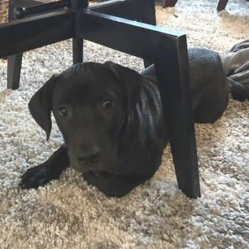 Labrador Retriever and Pit Bull Terrier Dogs Available for Adoption in Mooresville, Indiana - Watts | PetCurious