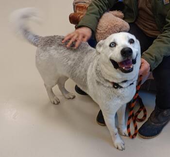 Husky Dogs Available for Adoption - Honeydew  | PetCurious