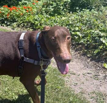 Buttercup -  Doberman Pinscher Dog for Adoption in Berkeley, California - Buttercup | PetCurious