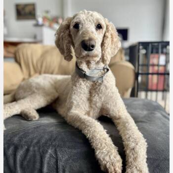 Landon -  Standard Poodle Dog for Adoption in Normal, Illinois - Landon | PetCurious