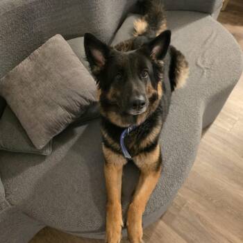 Sandy -  German Shepherd Dog Dog for Adoption in Lynchburg, Virginia - Sandy | PetCurious