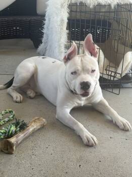 Rescue Pit Bull Terrier Dogs for Adoption in Wildomar, California - Mafia | PetCurious