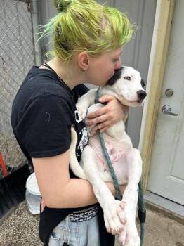 Doohickey -  Terrier Dog for Adoption in Muskegon, Michigan - Doohickey | PetCurious