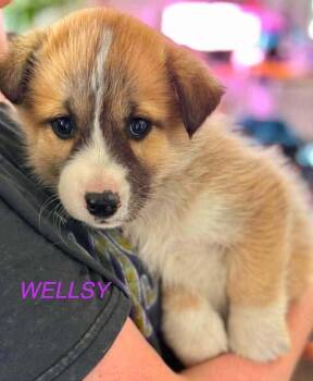 Wellsy -  Mixed Breed Dog for Adoption in Athens, Ontario - Wellsy | PetCurious