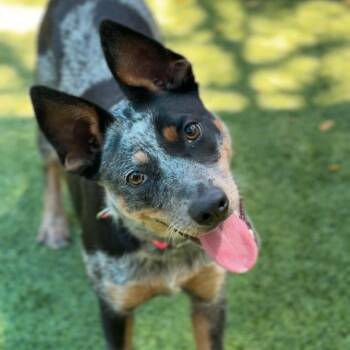 Brioni A2287377 -  Australian Cattle Dog Blue Heeler and Mixed Breed Dog for Adoption in Los Angeles, California - Brioni A2287377 | PetCurious