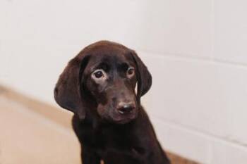 95416a Liona -  Retriever and Mixed Breed Dog for Adoption in North Charleston, South Carolina - 95416a Liona | PetCurious