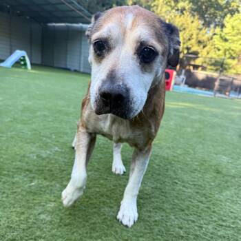 Jack -  Hound Dog for Adoption - Jack | PetCurious