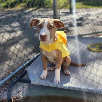 Trooper -  Pit Bull Terrier Dog for Adoption in Fenton, Michigan - Trooper | PetCurious