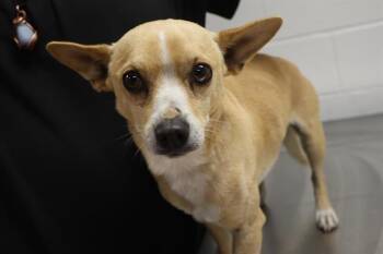 Mixed Breed Dogs Available for Adoption - RANGER | PetCurious