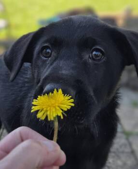 HAZEL -  Black Labrador Retriever and German Wirehaired Pointer Dog for Adoption in Lincoln, Nebraska - HAZEL | PetCurious