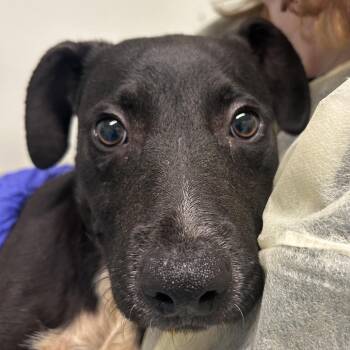 Peter *Avail on 9/26 at Biddeford PetSmart* -  Mixed Breed Dog for Adoption in Kennebunk, Maine - Peter *Avail On 9/26 At Biddeford PetSmart* | PetCurious