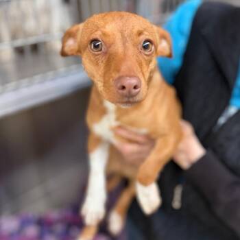 Chihuahua and Dachshund Dogs Available for Adoption in Denison, Texas - Socks | PetCurious