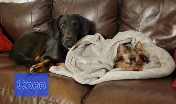 Yorkshire Terrier Dogs Available for Adoption - Duncan | PetCurious