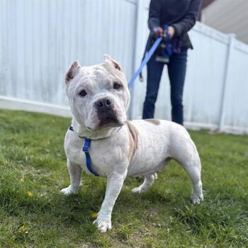 Pit Bull Terrier and Mixed Breed Dogs Available for Adoption in Boston, Massachusetts - SISTA | PetCurious