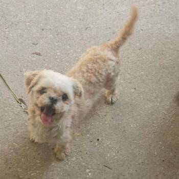 Shih Tzu Dogs Available for Adoption in Baton Rouge, Louisiana - Biscuit | PetCurious