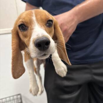 Bella 3805 -  Beagle Dog for Adoption in Loxahatchee Groves, Florida - Bella 3805 | PetCurious