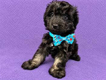 Loki -  Poodle Dog for Adoption in Lodi, California - Loki | PetCurious