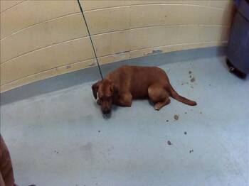 Pit Bull Terrier and Labrador Retriever Dogs Available for Adoption in Tulsa, Oklahoma - BON JOVI | PetCurious
