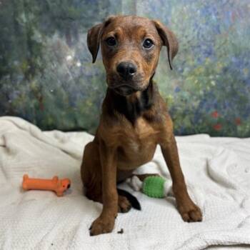 DeeDee -  Doberman Pinscher and Mixed Breed Dog for Adoption in Brownsboro, Alabama - DeeDee | PetCurious