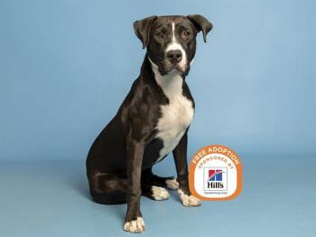 SABRINA -  Pit Bull Terrier Dog for Adoption in Phoenix, Arizona - SABRINA | PetCurious