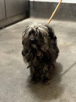 CHARLIE -  Poodle Dog for Adoption - CHARLIE | PetCurious