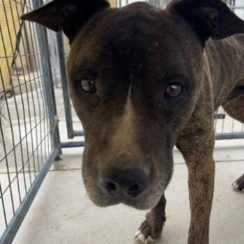Groot -  Pit Bull Terrier Dog for Adoption in Page, Arizona - Groot | PetCurious