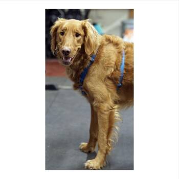Lewis -  Golden Retriever Dog for Adoption in Minneapolis, Minnesota - Lewis | PetCurious