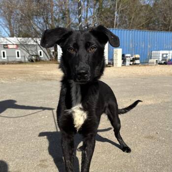 Border Collie and Shepherd Dogs Available for Adoption - Nigiri | PetCurious