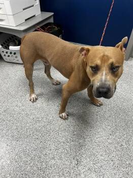 A185661 -  Pit Bull Terrier and Mixed Breed Dog for Adoption in Pasadena, Texas - A185661 | PetCurious