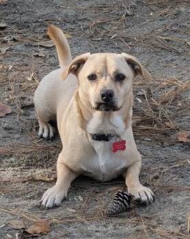 Rescue Labrador Retriever and Basset Hound Dogs for Adoption in Clayton, North Carolina - Nico | PetCurious