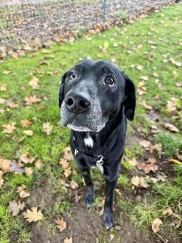 Rescue Black Labrador Retriever Dogs for Adoption in Roseburg, Oregon - Bear | PetCurious