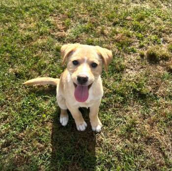 Labrador Retriever and Australian Shepherd Dogs Available for Adoption in New Bern, North Carolina - Butters | PetCurious