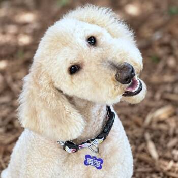 Nythia -  Standard Poodle and Poodle Dog for Adoption in Boerne, Texas - Nythia | PetCurious