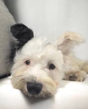 Rescue Miniature Schnauzer Dogs for Adoption in Hawthorne, California - Frederick | PetCurious