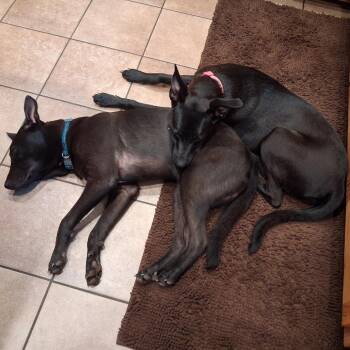 Lucky -  Belgian Shepherd Malinois and Mixed Breed Dog for Adoption in Lenoir, North Carolina - Lucky | PetCurious