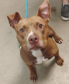Rescue Pit Bull Terrier and Mixed Breed Dogs for Adoption in Spartanburg, South Carolina - Frankie | PetCurious