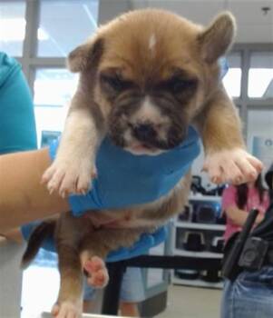 A475202 -  German Shepherd Dog Dog for Adoption in Oklahoma City, Oklahoma - A475202 | PetCurious