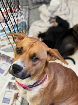 German Shepherd Dog and Mixed Breed Dogs Available for Adoption in Syracuse, Indiana - Lady Luck | PetCurious