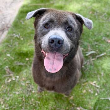 Willow -  Mixed Breed Dog for Adoption in Milton, Florida - Willow | PetCurious
