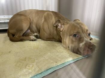 Rescue Mixed Breed Dogs for Adoption in New York, New York - Pavlova | PetCurious