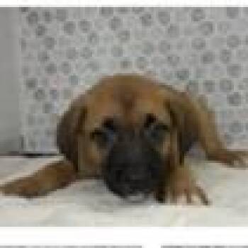 Trina -  German Shepherd Dog and Mixed Breed Dog for Adoption in Tampa, Florida - Trina | PetCurious