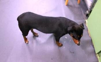Rottweiler and Mixed Breed Dogs Available for Adoption in Picayune, Mississippi - Lavender | PetCurious
