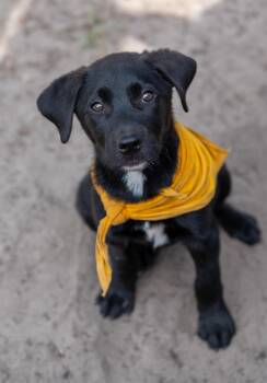 Peter Piper -  Black Labrador Retriever Dog for Adoption in Tyler, Texas - Peter Piper | PetCurious