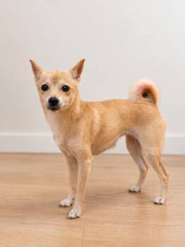 Roxy -  Shiba Inu Dog for Adoption in Corona, California - Roxy | PetCurious