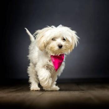 Sugar -  Maltese and Mixed Breed Dog for Adoption in Jupiter, Florida - Sugar | PetCurious