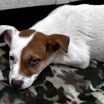 Labrador Retriever and Mixed Breed Dogs Available for Adoption in Tulsa, Oklahoma - Benji | PetCurious
