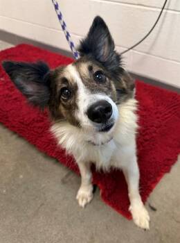PLUTO -  Shetland Sheepdog Sheltie Dog for Adoption in Leesburg, Virginia - PLUTO | PetCurious